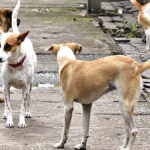 stray dogs
