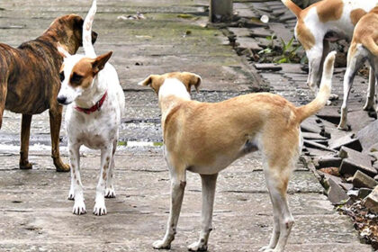 stray dogs