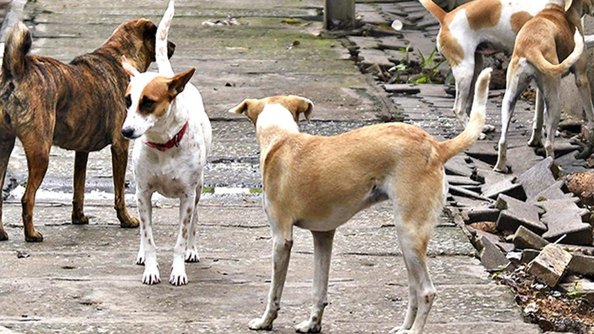 stray dogs